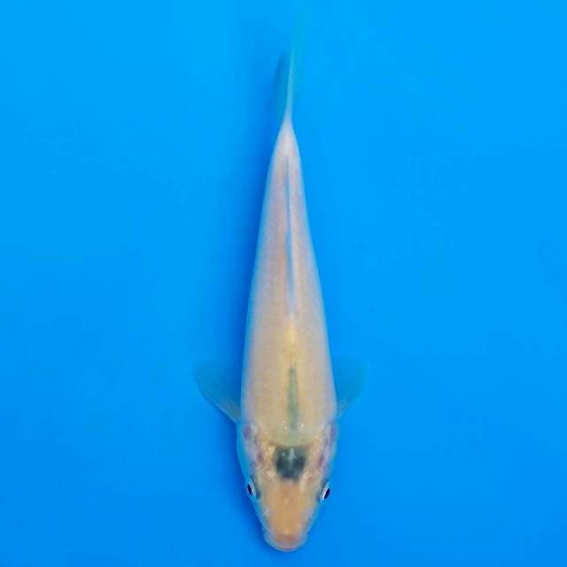 F1 karashi marusei 19cm