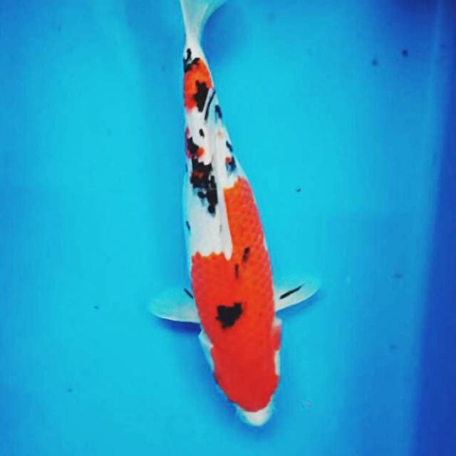 Sanke 28cm