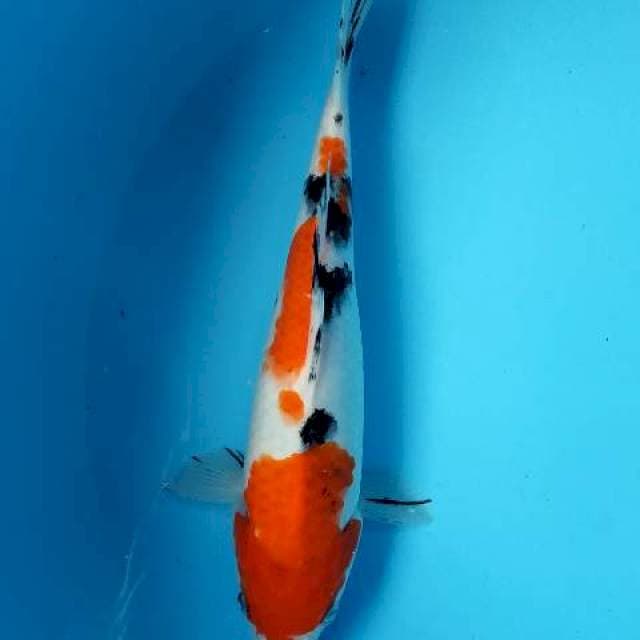 Taiso sanke size 25cm