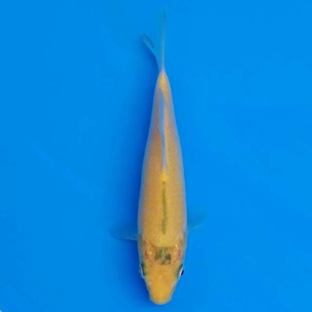 F1 karashi marusei 17cm