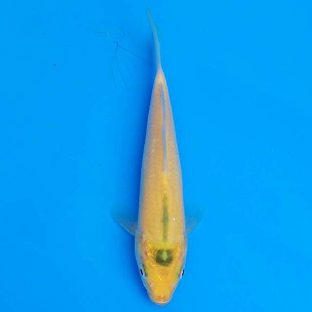 F1 karashi marusei 17cm