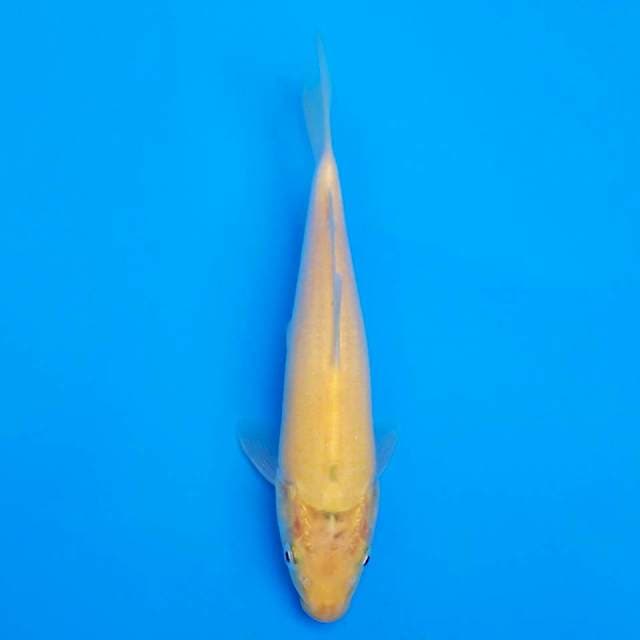 F1 karashi marusei 17cm