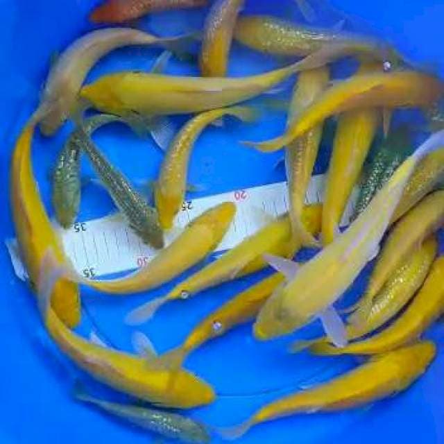 20 ekor mix 14-25 cm