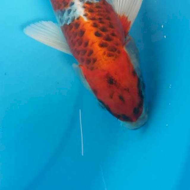 kujaku 30 cm cut kering pipi