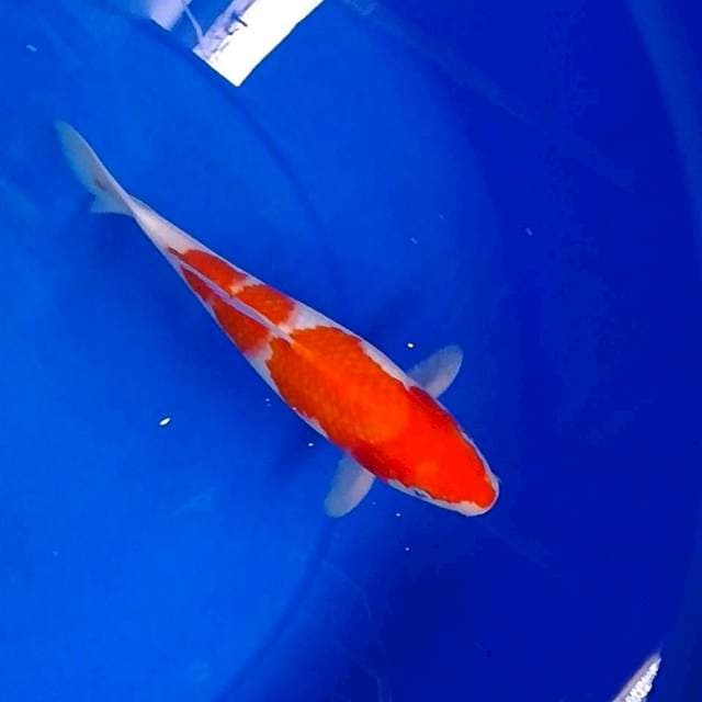 Kohaku