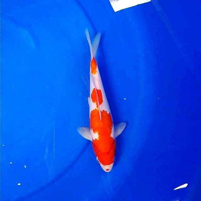 Kohaku