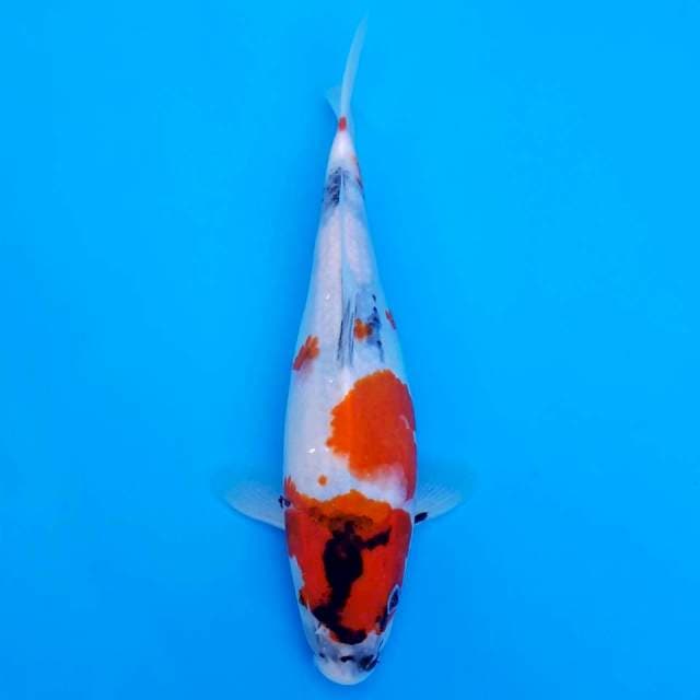 showa sanshoku 25cm