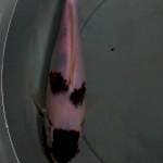budo goromo 24 cm