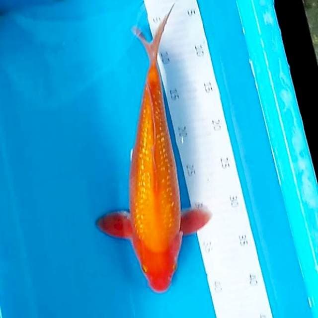 Benigoi ginrin tembus 35cm