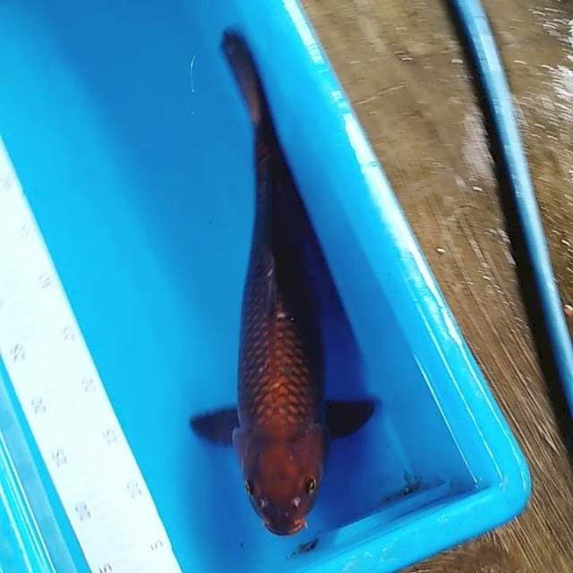 Chagoi tembaga 47cm