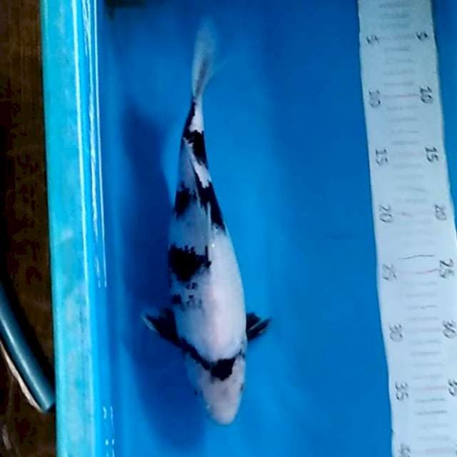 Shiro 32cm