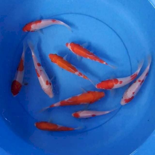Kohaku 10 ekor