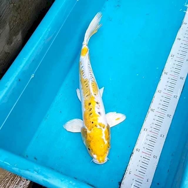 Hariwake doit 38cm