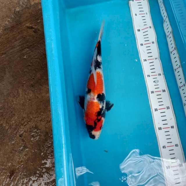 Showa 33cm
