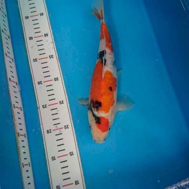 Showa Aragoke 29cm