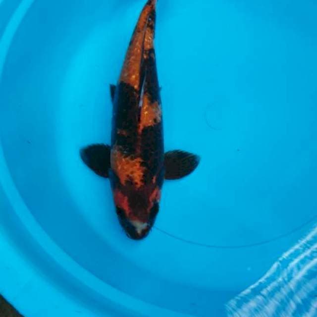 Kin Hiutsuri 30cm