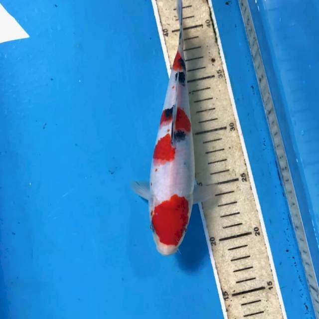 Sanke, male 22 cm
