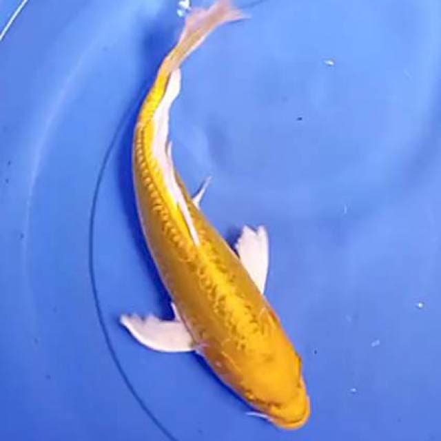 Gold aragoke 33 cm