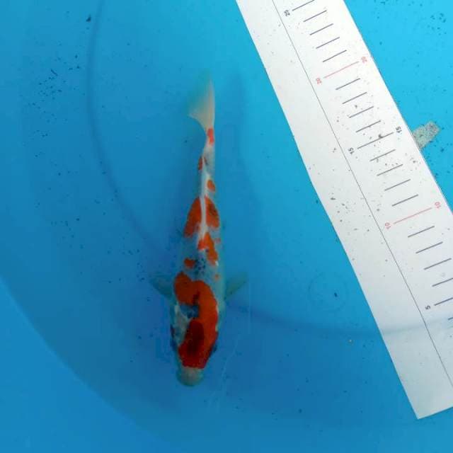 Goshiki 19cm