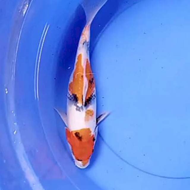 Ki showa 31 cm