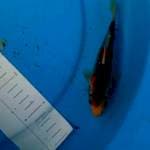 Goshiki 17cm