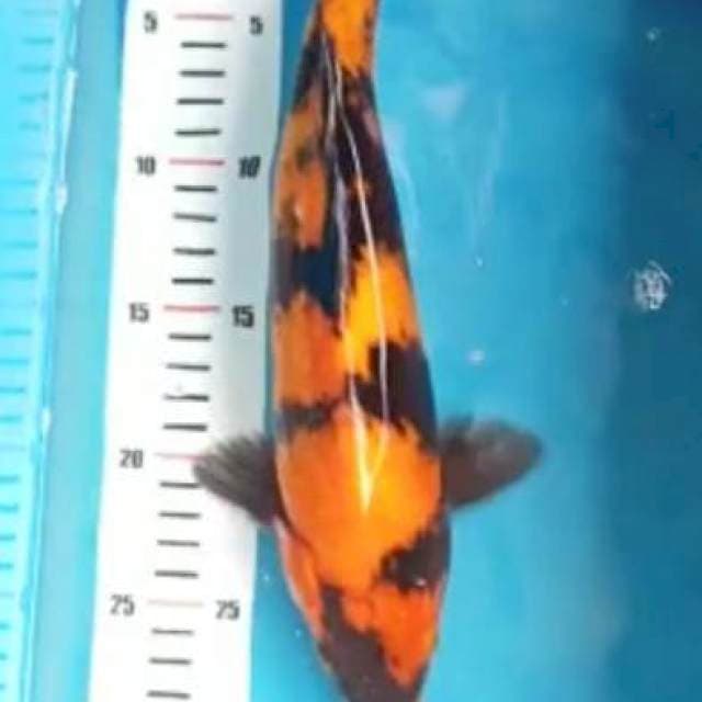 Hi utsuri