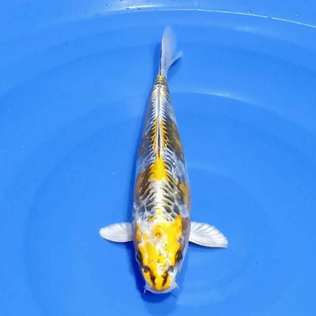 Kikokuryu 25cm