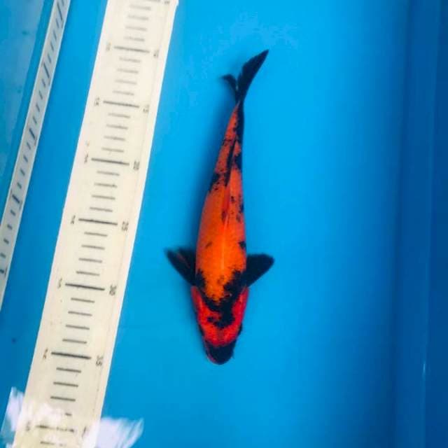 Hi utsuri HQ, 24cm