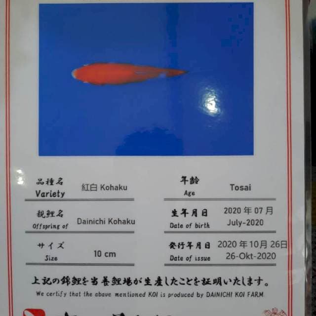 Kohaku serti farm dainichi