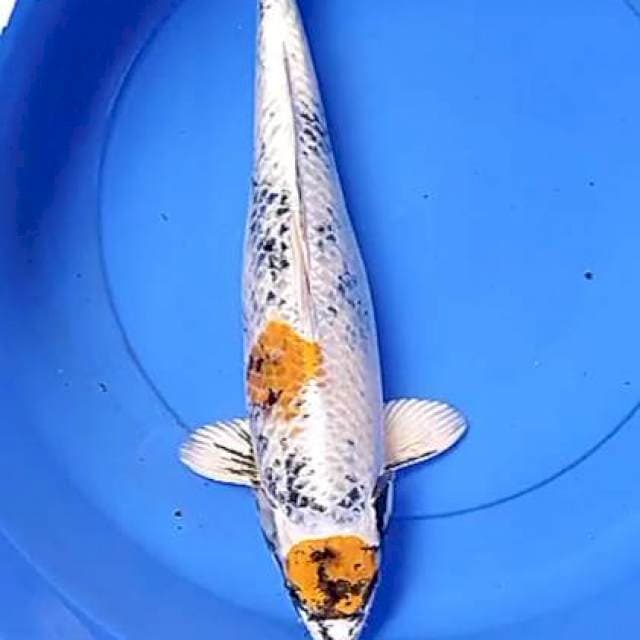 Indukan kin ki showa  45 cm