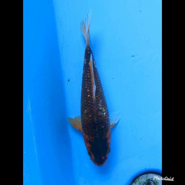 25cm Male , Kawarimono