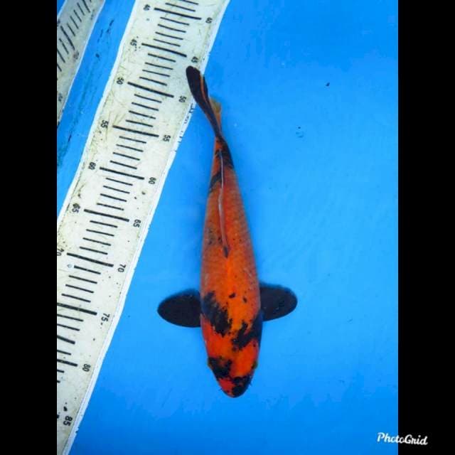 33cm fml , Hi Utsuri