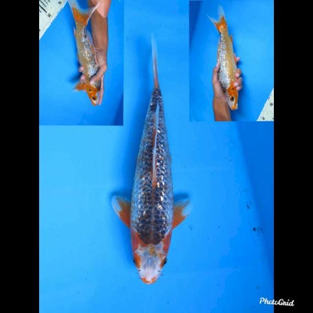 30cm Male , Asagi Ginrin Antik