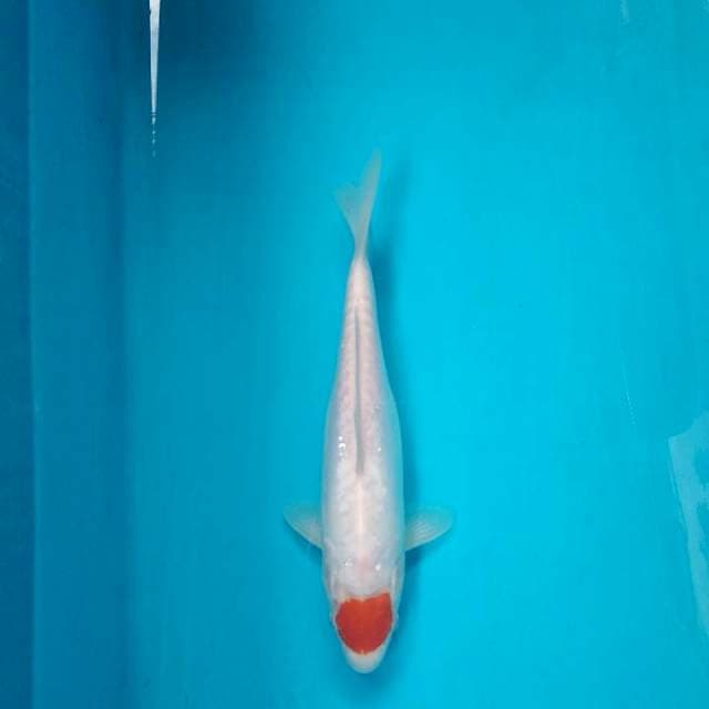 tancho kohaku 27 cm