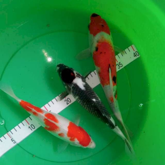 Mix sanke kohaku kawabake