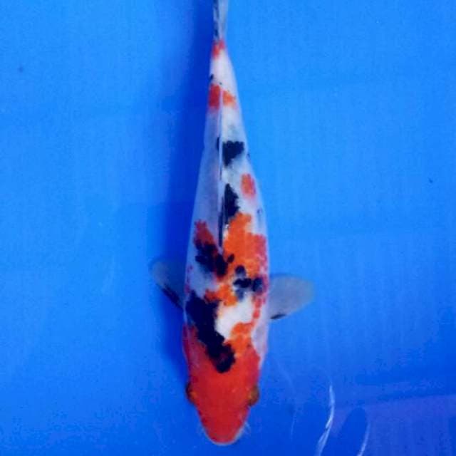 Sanke 19 cm