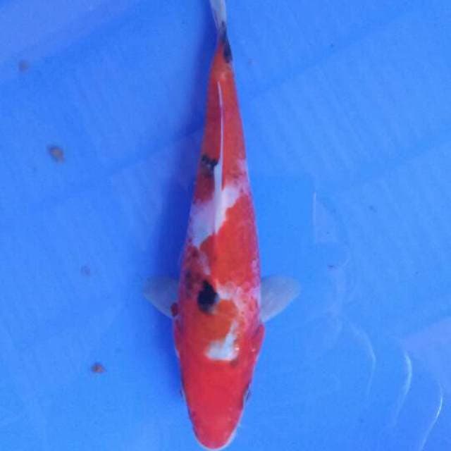 Sanke 19 cm
