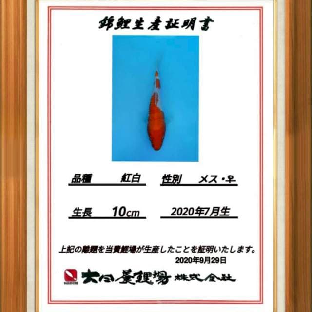 Dainichi kohaku 20bu