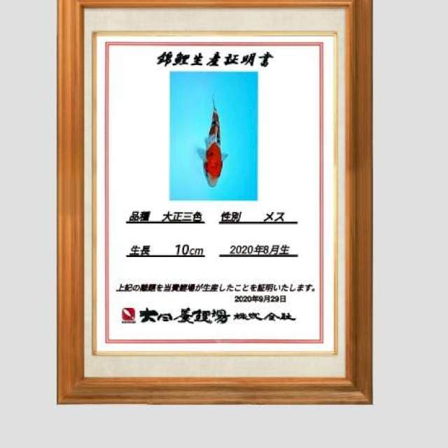 Sanke dainichi 20bu