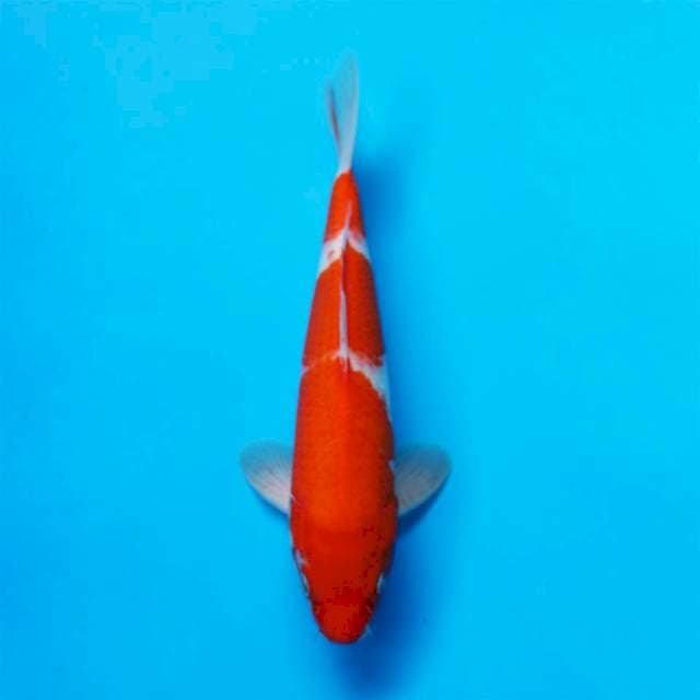KOHAKU BENI TEBAL 