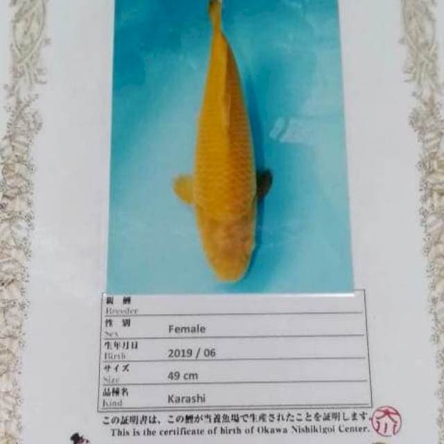 Karasi 49cm, OKAWA NISHIKIGOI FARM