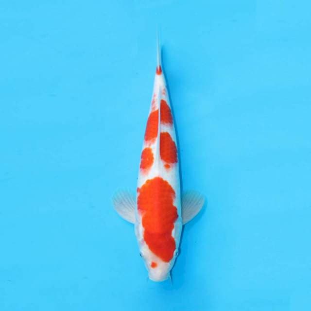 Kohaku 
