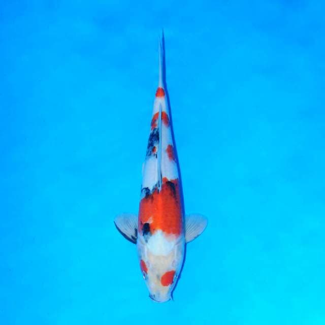 Showa Tategoi