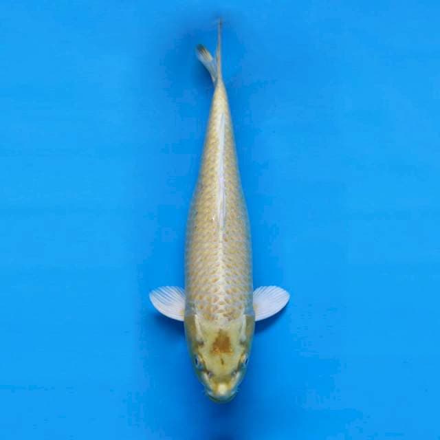 Mukashi Ogon