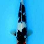 Tancho showa