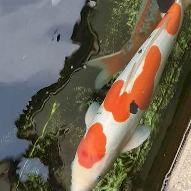Sanke doitsu