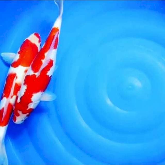 Kohaku red