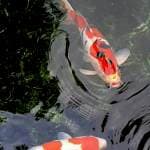 Sanke doitsu red