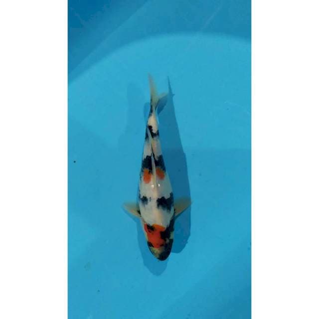kindai showa 25 cm 