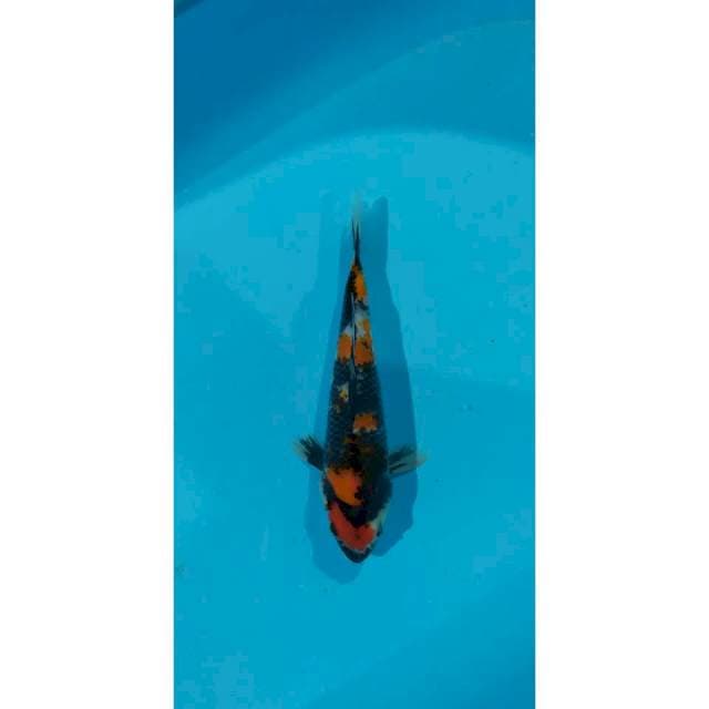showa 25 cm